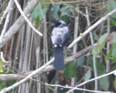 What is this blue-black bird with white-tipped feathers?
Melodious blackbird with a couple of white feathers?