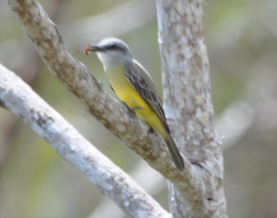 Tropical Kingbird with an insect