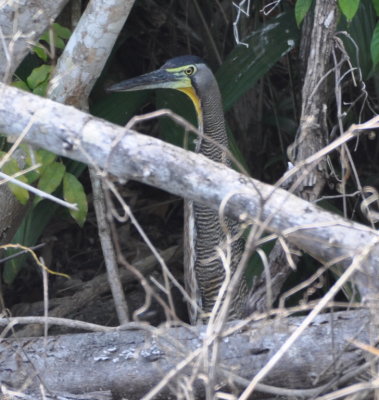 Bare-throated Tiger-Heron
hiding at the edge of a rice field