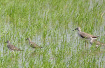 Lesser and Greater Yellowlegs together