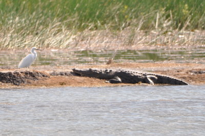 Egret-Crocodile stand-off