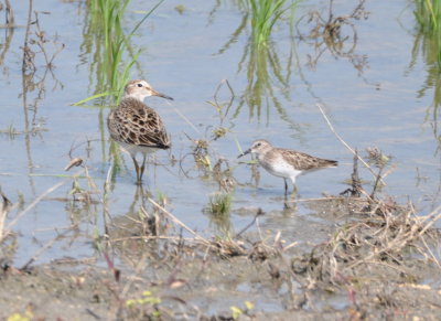 Pectoral and Least Sandpipers
