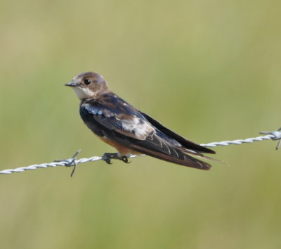 Barn Swallow, molting