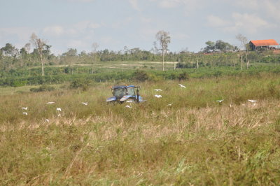 Cattle Egrets following a tractor