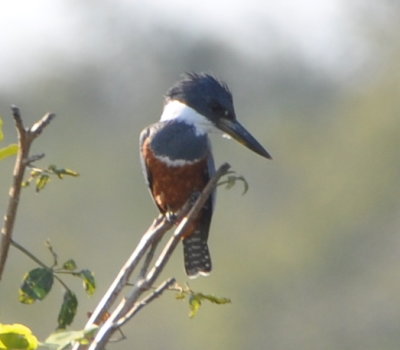 Ringed Kingfisher