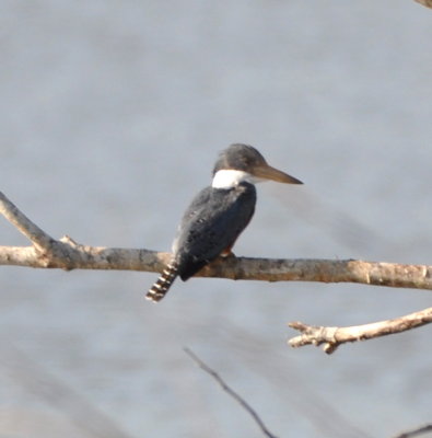 Second Ringed Kingfisher