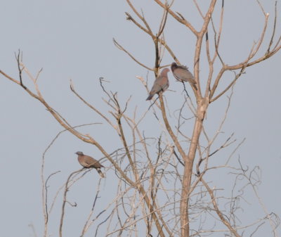 Pale-vented and Red-billed Pigeons