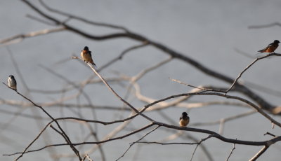 Mangrove Swallow and Barn Swallows