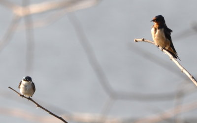 Mangrove and Barn Swallows