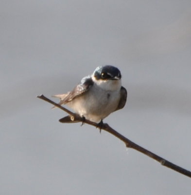 Mangrove Swallow
with white over eye