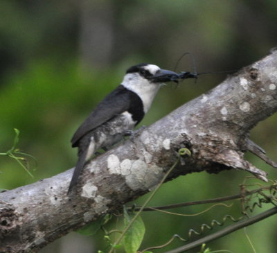 White-necked Puffbird
Beside the road as we got near Crystal Paradise Resort on our way home