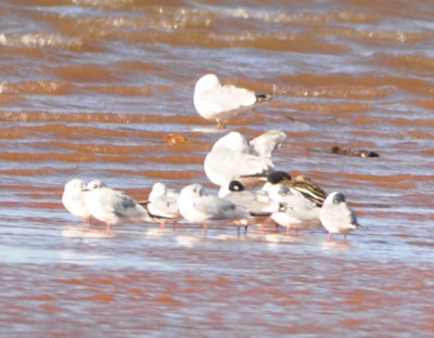 Long shot near Prairie Dog Point, Lake Hefner, OKC
Ring-billed Gull in background, Bonaparte's Gulls with pink legs
and one tucked in Franklin's Gull with black legs