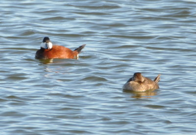 Two of nine Ruddy Ducks, including a male in breeding plumage