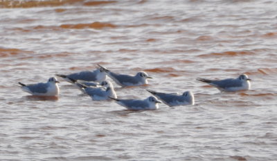 Bonaparte's Gulls on the east side of Lake Hefner
Small black bill and dark ear spot