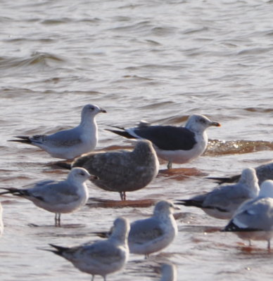 Ring-billed Gulls, Lesser Black-backed Gull and Herring Gull
east side of Lake Hefner