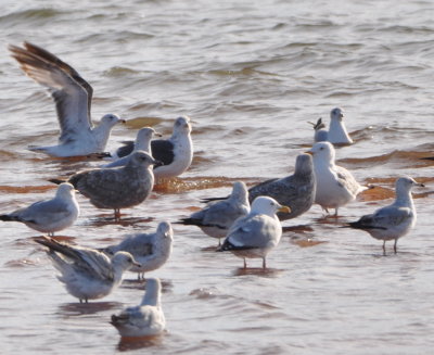 Ring-billed Gulls, Lesser Black-backed Gull,
Herring Gulls and California Gulls