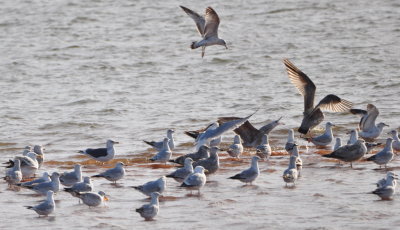 Gulls on the east side of Lake Hefner