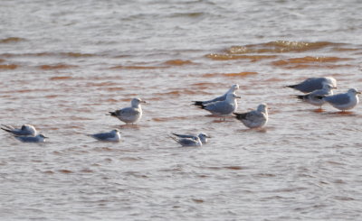 Bonaparte's and Ring-billed Gulls 
east side of Lake Hefner