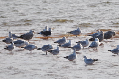 Gulls at Lake Hefner