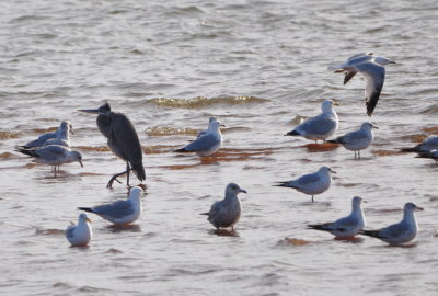 Great Blue Heron and Gulls
east side of Lake Hefner