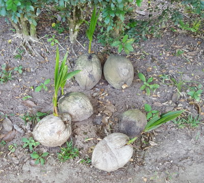 These coconuts have started to sprout new trees.