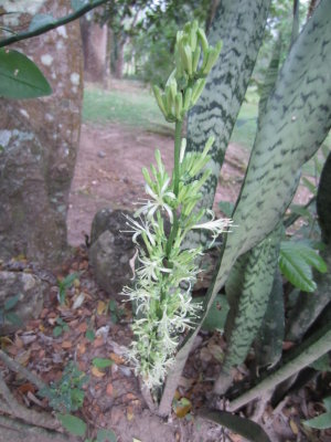Sansevieria trifasciata in bloom
