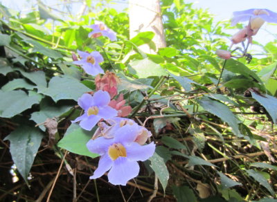 Some of the vining flowers at Crystal Paradise Resort