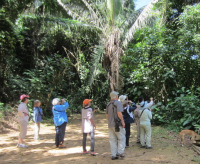 Jane, Donna, Marilyn, Deb, Steve, Kannan, Betty and Gretta
look on as Eric points out the White-collared Manakin