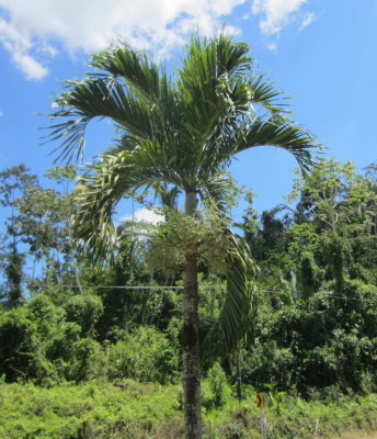 This palm has fruit that is a favorite of the Aracari Toucan when ripe.