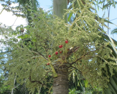 Palm fruit