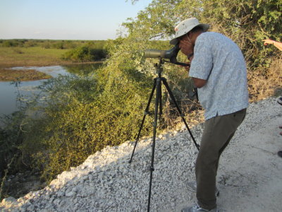 Approaching the causeway into Crooked Tree Reserve,
we stopped roadside to take a look at the many feeding birds.
Kannan aims the spotting scope.