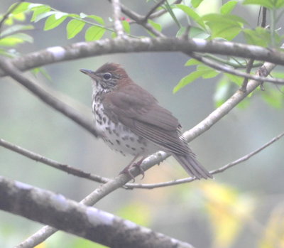 It was foggy when we got out to walk around before breakfast, but we found a couple of Wood Thrushes.