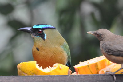 Back on the deck, the Lesson's Motmot and Clay-Colored Thrush were at the papaya.