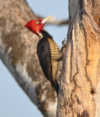 Pale-billed Woodpecker from the parking lot at Crystal Paradise Resort, Belize