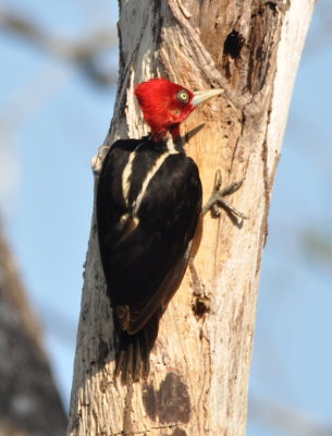 V-pattern on back of Pale-billed Woodpecker