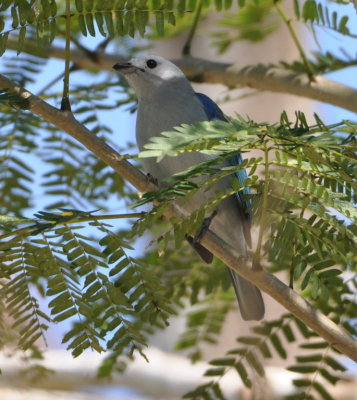 Blue-Gray Tanager