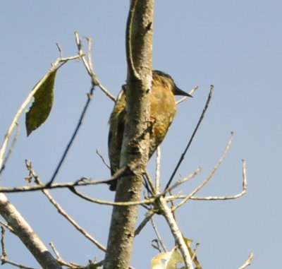 Obstructed view of the Black-cheeked Woodpecker
