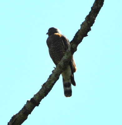 On the way back to the visitor center,
we got a closer look at this Double-toothed Kite.