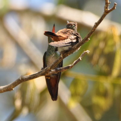 Adult and immature Rufous-tailed Hummingbirds