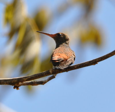 Immature Rufous-tailed Hummingbird