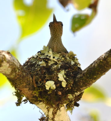 Scaly-breasted Hummingbird on nest