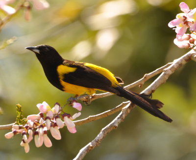 Side view of Black-cowled Oriole