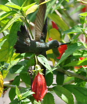 Scaly-breasted Hummingbird
lying in a lipstick hibiscus
