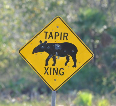 We missed the zoo, so this was the only tapir we saw.