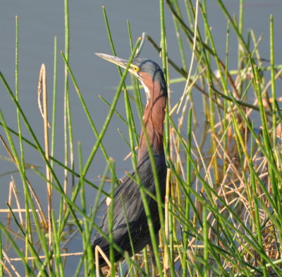 This Green Heron was one of several in the reeds at the water.