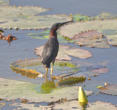 Green Heron on a lily pad at Crooked Tree Reserve, Belize