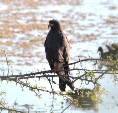 This Snail Kite perched not far from us.