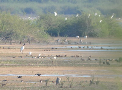 A Jabiru to the left in the distance,
among a variety of ducks, herons and egrets 