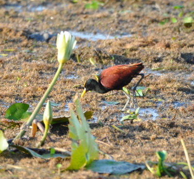 Northern Jacana
using its big feet to walk on the plants on top of the water