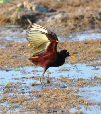 Northern Jacana
showing its wing colors